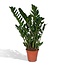 Zamioculcas Zamiifolia houseplant 80 cm pot size 21 cm
