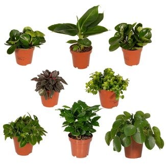 Koning Bamboe Surprise box houseplant 30 cm