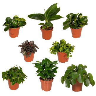 Koning Bamboe Verrassingsbox kamerplant 30 cm