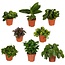 Surprise box houseplant 30 cm pot size 12 cm
