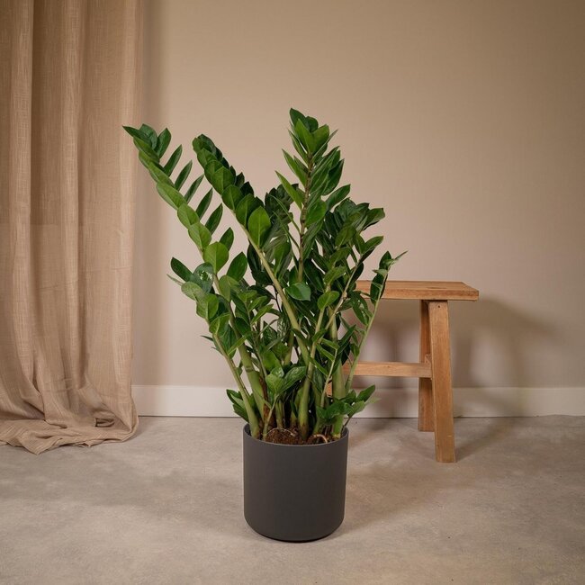 Zamioculcas Zamiifolia kamerplant 80 cm potmaat 21 cm