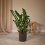 Zamioculcas Zamiifolia kamerplant 80 cm potmaat 21 cm