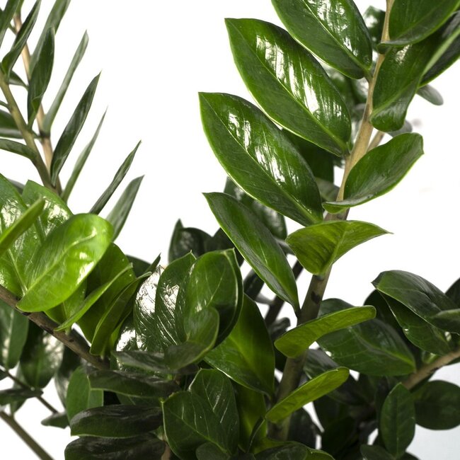 Zamioculcas Zamiifolia kamerplant 80 cm potmaat 21 cm
