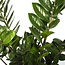 Zamioculcas Zamiifolia houseplant 80 cm pot size 21 cm