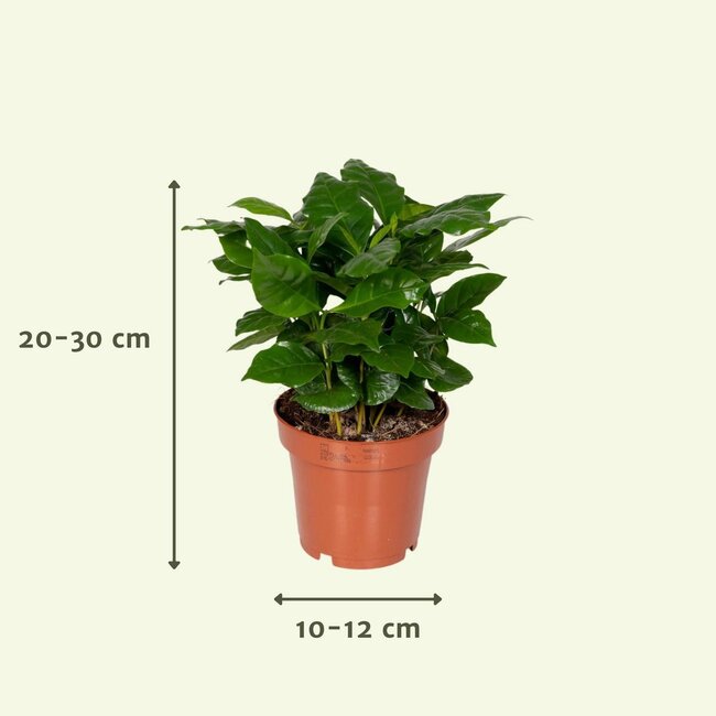 Verrassingsbox kamerplant 30 cm potmaat 12 cm