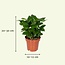 Verrassingsbox kamerplant 30 cm potmaat 12 cm