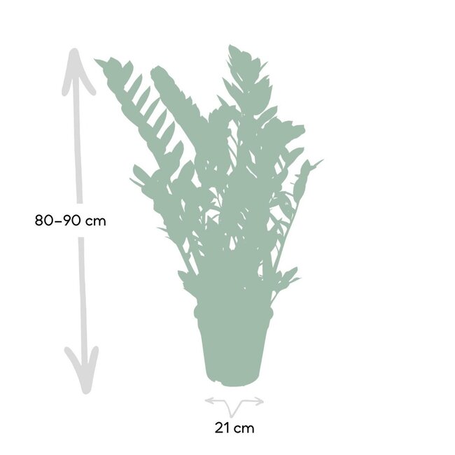 Zamioculcas Zamiifolia kamerplant 80 cm potmaat 21 cm