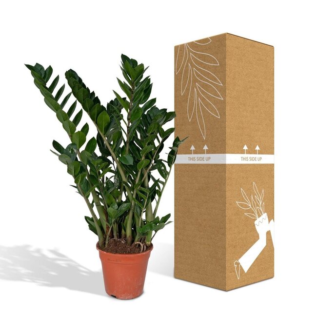 Zamioculcas Zamiifolia kamerplant 80 cm potmaat 21 cm