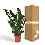 Zamioculcas Zamiifolia kamerplant 80 cm potmaat 21 cm