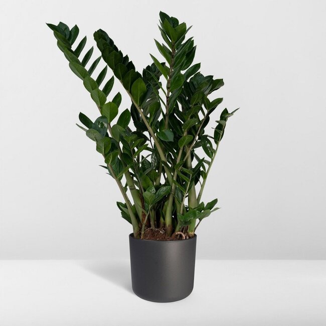 Zamioculcas Zamiifolia houseplant 80 cm pot size 21 cm