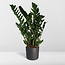 Zamioculcas Zamiifolia kamerplant 80 cm potmaat 21 cm