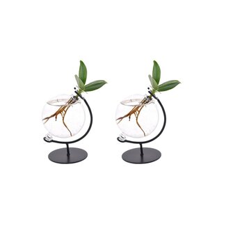 Koning Bamboe Clusia in Victoria glass plant set 2 plants 10 cm