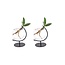 Clusia in Victoria glas plantenset 2 stuks 10 cm