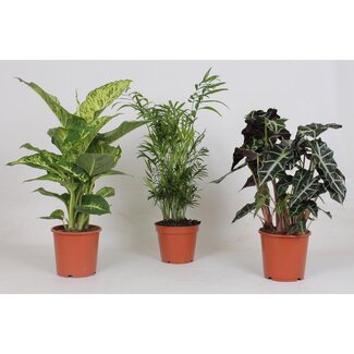 Koning Bamboe Indoor Plant Mix plantenset 3 stuks 45 cm