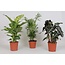 Indoor Plant Mix plantenset 3 stuks 45 cm potmaat 17 cm