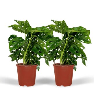 Koning Bamboe Monstera Monkey Leaf Hole plant ø12 plantenset 2 stuks 30 cm