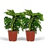 Monstera Monkey Leaf Hole plant ø12 Pflanzenset 2 Stück 30 cm Topfmaß 12 cm