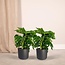 Monstera Monkey Leaf Hole plant ø12 plant set 2 plants 30 cm pot size 12 cm
