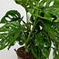 Monstera Monkey Leaf Hole plant ø12 plant set 2 plants 30 cm pot size 12 cm