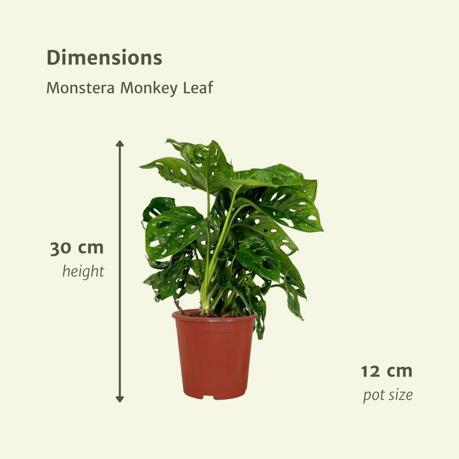 Monstera Monkey Leaf Hole plant ø12 Pflanzenset 2 Stück 30 cm Topfmaß 12 cm