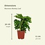 Monstera Monkey Leaf Hole plant ø12 plant set 2 plants 30 cm pot size 12 cm