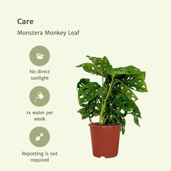 Monstera Monkey Leaf Hole plant ø12 plantenset 2 stuks 30 cm potmaat 12 cm