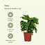 Monstera Monkey Leaf Hole plant ø12 plantenset 2 stuks 30 cm potmaat 12 cm
