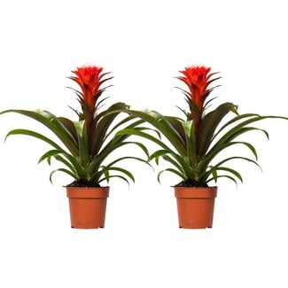 Koning Bamboe Guzmania Hope plant set 2 plants 40 cm