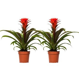Koning Bamboe Guzmania Hope plantenset 2 stuks 40 cm