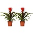 Guzmania Hope plantenset 2 stuks 40 cm potmaat 12 cm