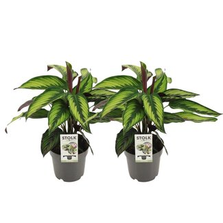 Koning Bamboe Calathea Majestica Princeps plantenset 2 stuks 45 cm