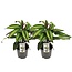 Calathea Majestica Princeps plantenset 2 stuks 45 cm potmaat 14 cm
