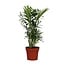 Chamaedorea Elegans houseplant 40 cm pot size 12 cm