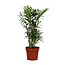 Chamaedorea Elegans kamerplant 40 cm potmaat 12 cm