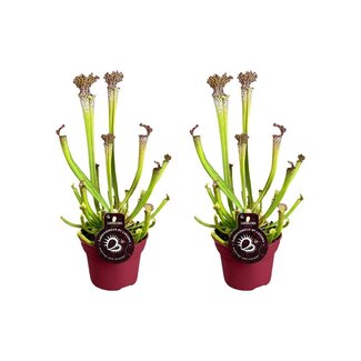 Koning Bamboe Sarracenia Farnhamii plantenset 2 stuks 40 cm
