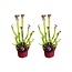 Sarracenia Farnhamii plantenset 2 stuks 40 cm potmaat 12 cm