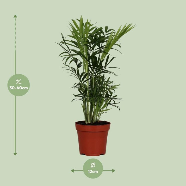 Chamaedorea Elegans kamerplant 40 cm potmaat 12 cm