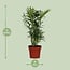 Chamaedorea Elegans houseplant 40 cm pot size 12 cm