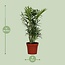 Chamaedorea Elegans Zimmerpflanze 40 cm Topfmaß 12 cm