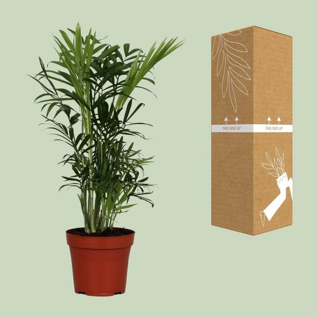 Chamaedorea Elegans kamerplant 40 cm potmaat 12 cm