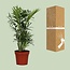 Chamaedorea Elegans houseplant 40 cm pot size 12 cm