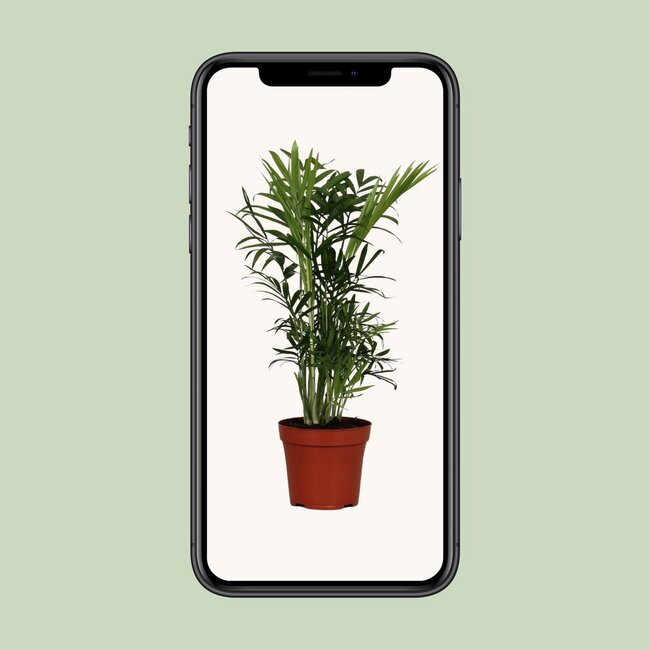 Chamaedorea Elegans houseplant 40 cm pot size 12 cm