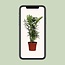 Chamaedorea Elegans houseplant 40 cm pot size 12 cm