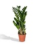 Zamioculcas Zamiifolia kamerplant 70 cm potmaat 17 cm
