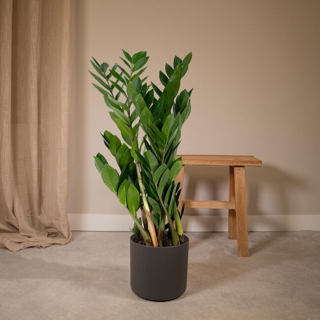 Zamioculcas Zamiifolia kamerplant 70 cm potmaat 17 cm