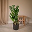 Zamioculcas Zamiifolia houseplant 70 cm pot size 17 cm
