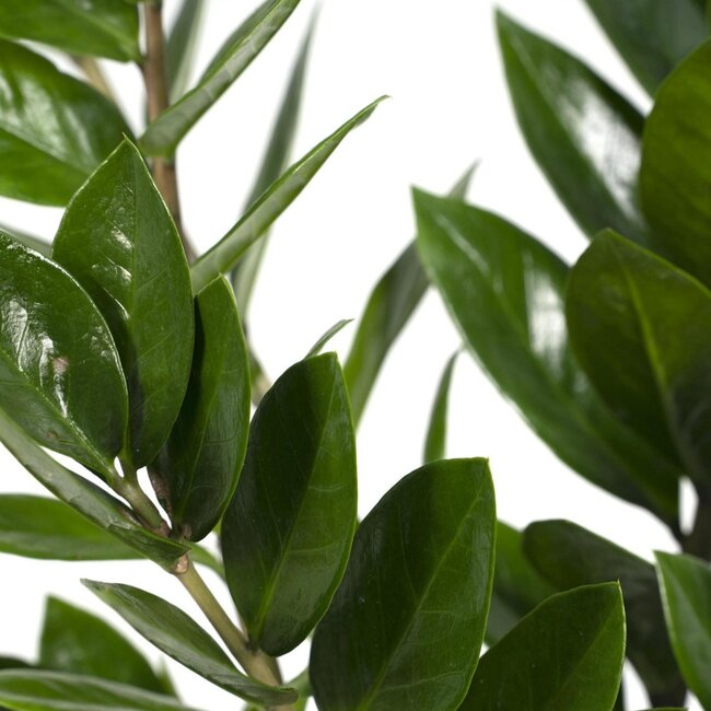 Zamioculcas Zamiifolia kamerplant 70 cm potmaat 17 cm