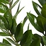 Zamioculcas Zamiifolia kamerplant 70 cm potmaat 17 cm