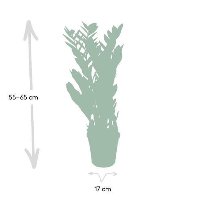 Zamioculcas Zamiifolia kamerplant 70 cm potmaat 17 cm