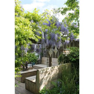 Koning Bamboe Wisteria sinensis Caroline plantenset 2 stuks 65 cm